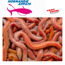 Boite Jumbo verts  normandie appats