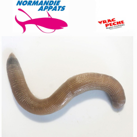Boite de 6 à 10  mourons  normandie appats