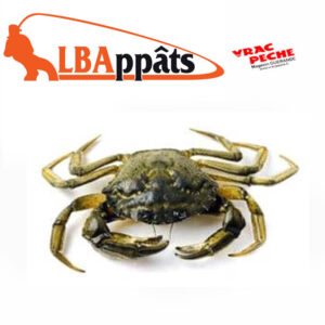 Crabe vert unite LBA appats