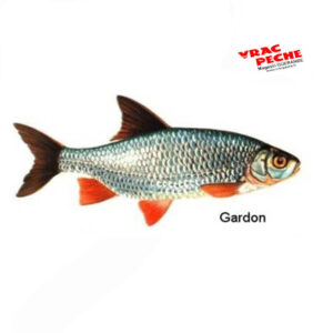 Vif gardon